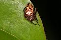Eriophora_ZZ380_D5280_Z_90_Milaa Milaa_Australie